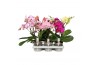 Phalaenopsis mix Shorty P12 A2 Mix 9 bl. 1 tak/plnt