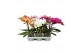 Phalaenopsis mix BO - Shorty Mix - 2 tak, 14+ bloem 