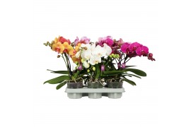 Phalaenopsis mix BO - Shorty Mix - 2 tak, 14+ bloem