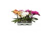Phalaenopsis mix BO - Shorty Mix - 2 tak, 14+ bloem