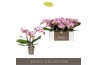 Phalaenopsis roze Tablo - Bellini - 3 tak