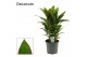 Cordyline fruticosa geraldo salsa toef decorum 