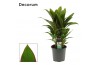 Cordyline fruticosa geraldo salsa toef decorum