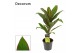 Cordyline fruticosa geraldo decorum 