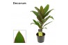 Cordyline fruticosa geraldo decorum