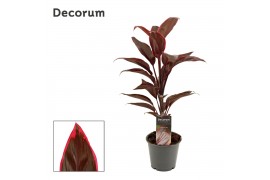 Cordyline fruticosa mambo decorum