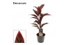 Cordyline fruticosa mambo decorum