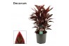 Cordyline fruticosa mambo toef decorum