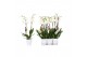 Phalaenopsis anthura madrid 2 tak - 18+ bloemen wit keramiek 