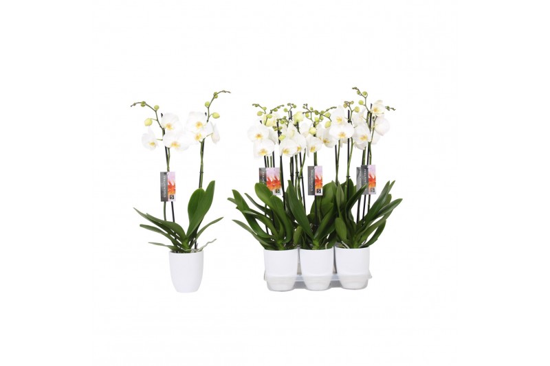 Phalaenopsis anthura madrid 2 tak - 18+ bloemen wit keramiek 