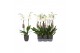 Phalaenopsis anthura madrid 2 tak - 18+ bloemen antraciet keramiek 