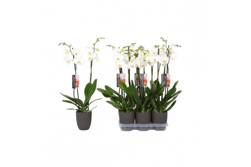 Phalaenopsis anthura madrid 2 tak - 18+ bloemen antraciet keramiek 