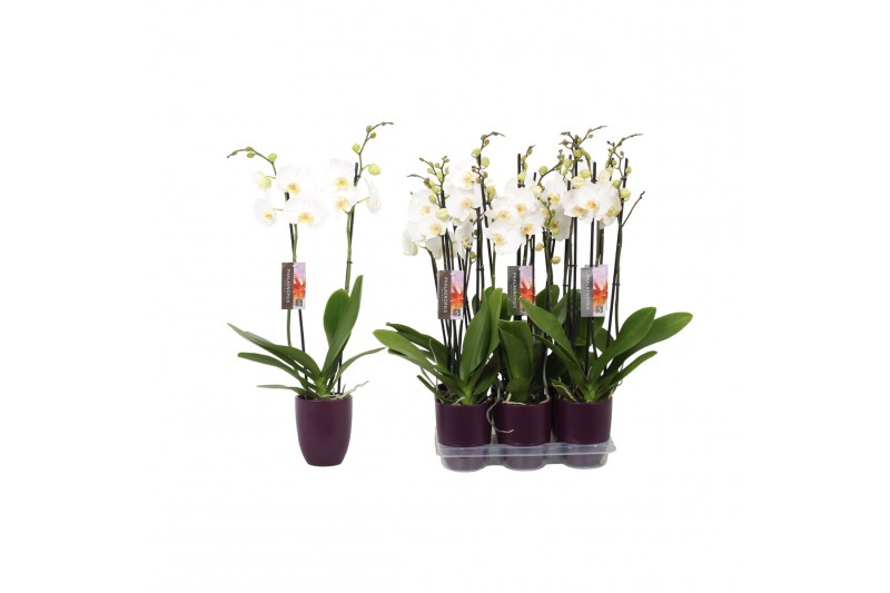 Phalaenopsis anthura madrid 2 tak - 18+ bloemen paars keramiek 