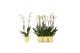 Phalaenopsis anthura madrid 2 tak - 18+ bloemen geel keramiek 