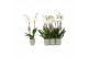 Phalaenopsis anthura madrid 2 tak - 18+ bloemen groen keramiek 