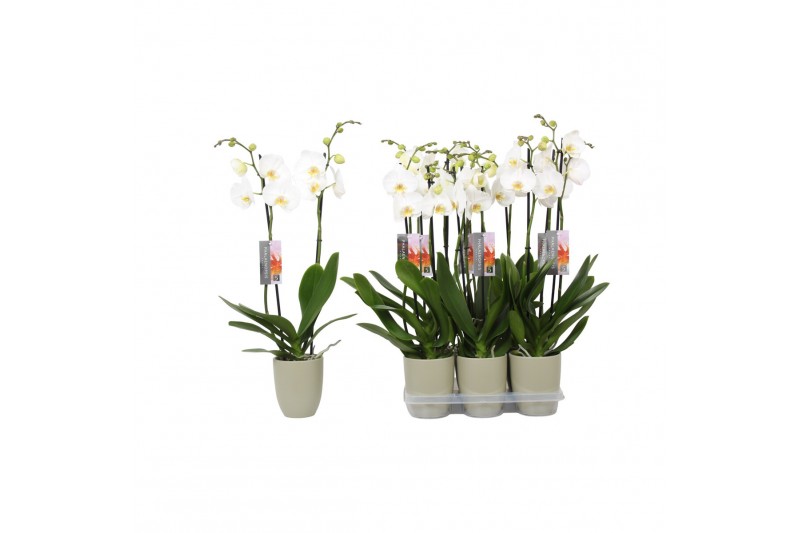 Phalaenopsis anthura madrid 2 tak - 18+ bloemen groen keramiek 