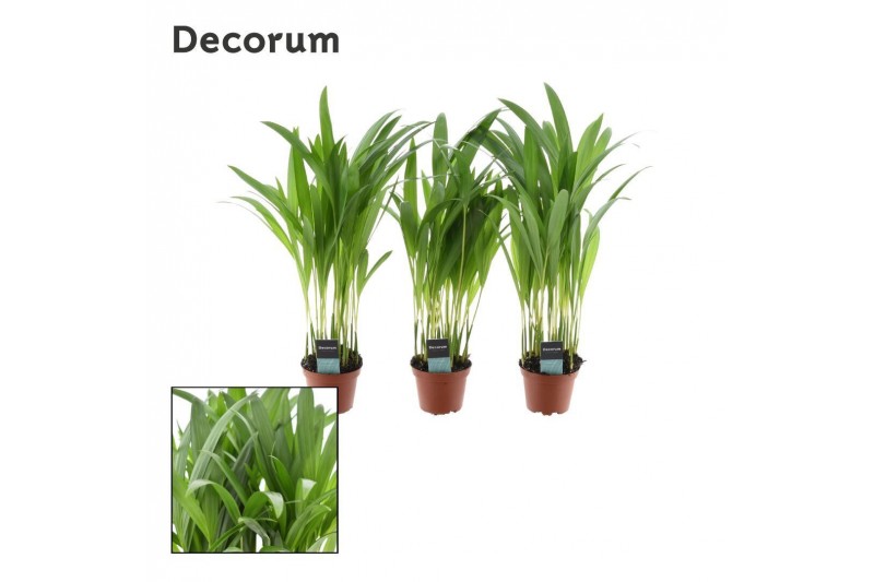Dypsis lutescens Decorum 