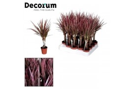 Dracaena marg. bicolor Tummy Make-Upz op stam roze (Decorum) 1 pp
