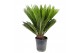 Cycas revoluta 