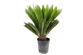 Cycas revoluta