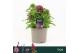 Barbatus Dart Red White Picotee 
