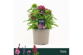 Barbatus Dart Red White Picotee