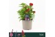 Barbatus Dart Scarlet 