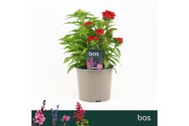 Barbatus Dart Scarlet