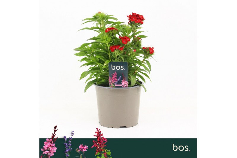 Barbatus Dart Scarlet 