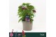 Barbatus Dart Purple 