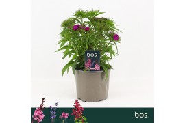 Barbatus Dart Purple