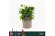 Barbatus Dart White 