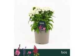 Barbatus Dart White