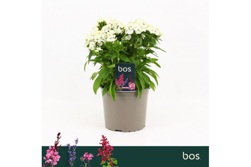 Barbatus Dart White 