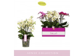 Phalaenopsis multiflora mix 4 tak