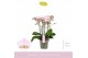 Phalaenopsis multiflora Bellissimo Adora 