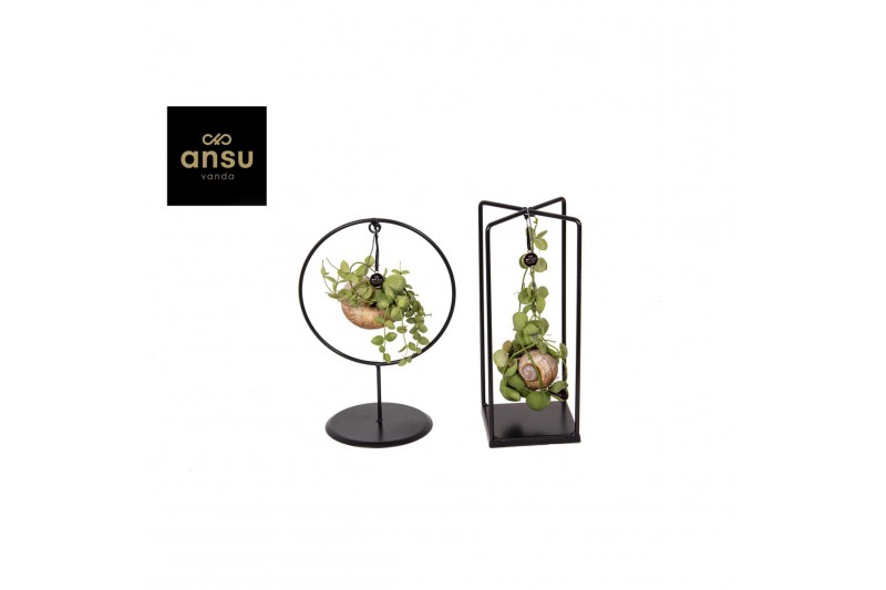 Dischidia nummularia Shelly Cube/Ring mix (Medium) 