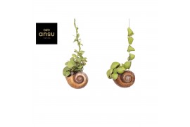 Dischidia nummularia Shelly Hang