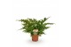 Dryopteris erythrosora 
