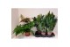 Dryopteris erythrosora 