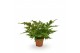 Dryopteris erythrosora 