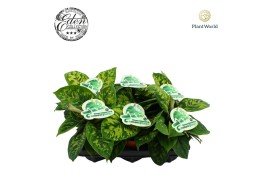 Homalomena camouflage Homalomena Camouflage 12cm