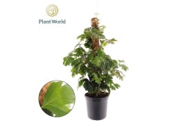 Cissus rhombifolia ellen danica Cissus rhombifolia Ellen Danica Mossto