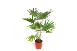 Livistonia australis chinensis