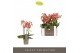 Phalaenopsis multiflora oranje Optifriend Gwen 3spike,3 tak/plnt,150,1 