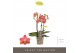 Phalaenopsis multiflora oranje Optifriend Gwen 3spike,3 tak/plnt,150,1 