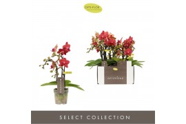 Phalaenopsis multiflora rood Optifriend Rosa 3spike,3 tak/plnt,150,15 