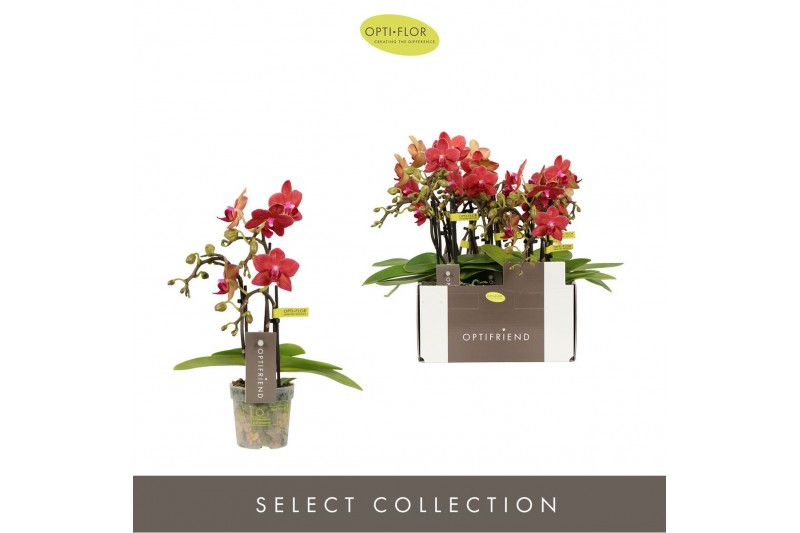 Phalaenopsis multiflora rood Optifriend Rosa 3spike,3 tak/plnt,150,15  