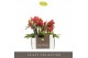 Phalaenopsis multiflora rood Optifriend Rosa 3spike,3 tak/plnt,150,15  