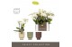 Phalaenopsis multiflora wit Optifriend Sandra 4 tak in Emilia Mix Aquo 